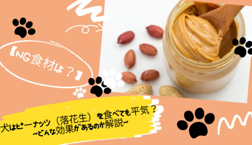 犬はピーナッツ（落花生）を食べても平気？どんな効果があるのか解説